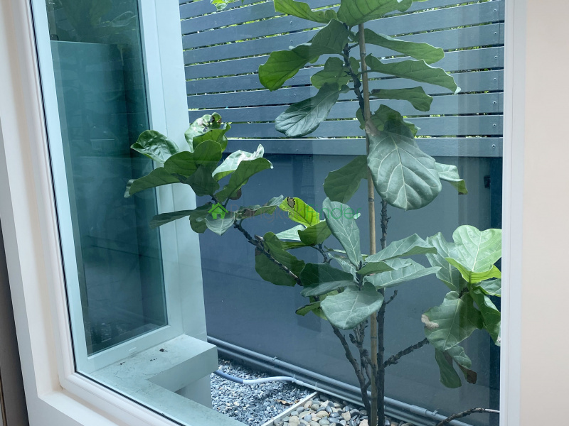 Thonglor, Bangkok, Thailand, 3 Bedrooms Bedrooms, ,3 BathroomsBathrooms,House,For Rent,6780